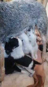 our blue heeler/border collie mix pups