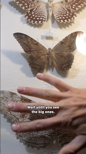 Giant Insect Collection in Colorado Springs!