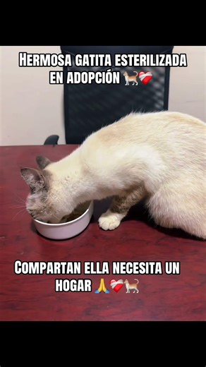 #miradacanina #gatos