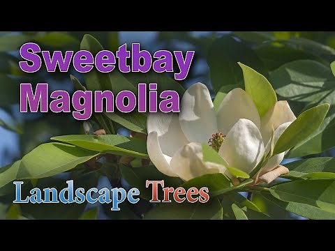 Will a Sweetbay Magnolia Tree Grow in Your Yard?