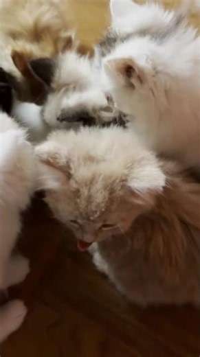 Kittens Drinking Milk — Cute Baby Cats Lapping Up Milk