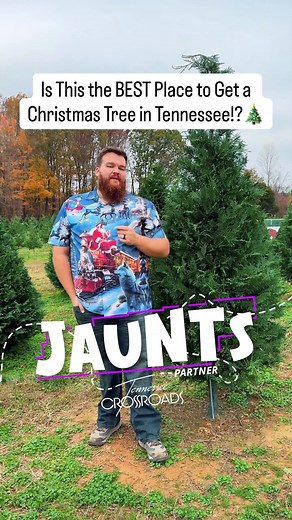 8.8K views · 73 reactions | If you want a Christmas tree adventure...