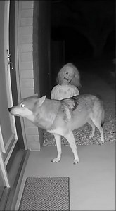Big Dog Tries to Go Home 🐶🎃 But Halloween Decoration Scares Him Away! 😂 | Spooky Night Cam