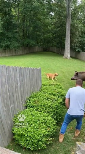 Brave Dog Protects Owner From Wild Boar Attack 😳 #shorts