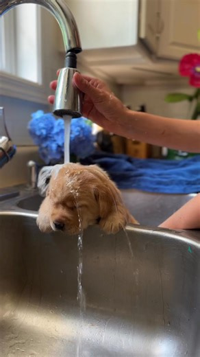 2.9M views · 151K reactions | Okay okay, it’s a lab puppy, not a teddy bear. But who could tell the difference?? This is one of our past yellow pups at bath time. She is now thriving in her new home, but I just saw this vid of us giving her a bath the other day and had to share it with you all 殺殺 #englishlab #puppybath #bathtime #englishlabrador #englishlabpuppy #yellowlabpuppies #yellowlabpuppy | The Happiest Labrador | Facebook