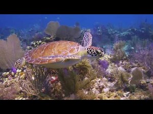 Big Pine & the Lower Keys Overview