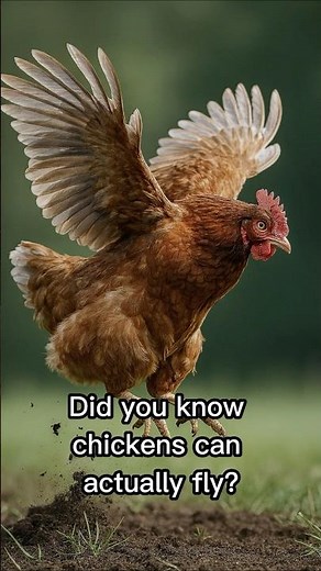 Chickens Can Fly