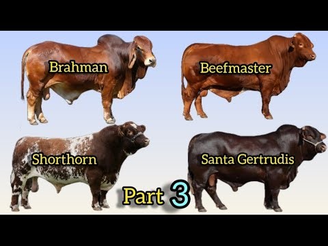The 10 Best Cattle Breeds for Beef Production: Brahman, Beefmaster, Shorthorn y Santa Gertrudis.