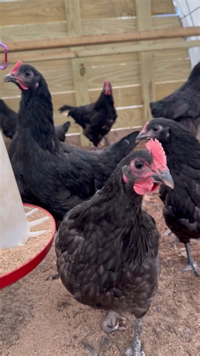 Introducing our Black Australorp breeding flock