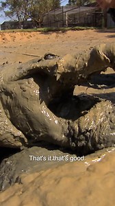 Can they rescue this GIANT crocodile stuck in the mud? 😨 | Untamed