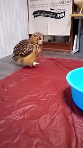 3.1M views · 69K reactions | Adorable owl owl owls bird birds #owl #owls #birds #animals #pet #wildlife #nature #birdlife #bird | Birds Owls | Facebook