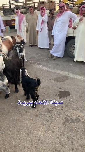 Exploring Traditional Goat Markets in the Middle East