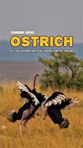 Lari 70 KM/JAM??!! Fakta Unik Burung Terbesar di Dunia 🤯😱🦅 #shorts #animals