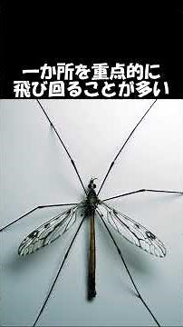 A slow-paced explanation of "What kind of creature is a crane fly?"