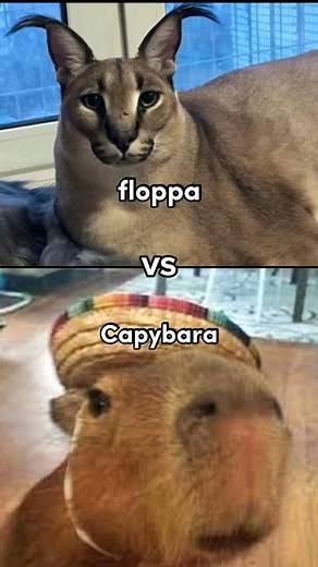 capybagram on Instagram: "Capy and Floppa are still best friends 🦫 #capybara #capy #capybaramemes #capymemes #floppa"