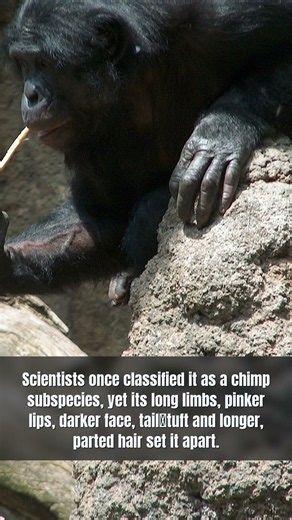 Bonobo