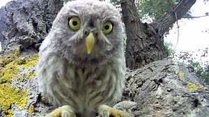 6.8K views · 177 reactions | Fuzzy baby owls investigate the camera. | Animal Cognition | Facebook