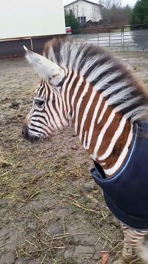 What does a zebra sound like - baby zebra calling out - animal sounds
