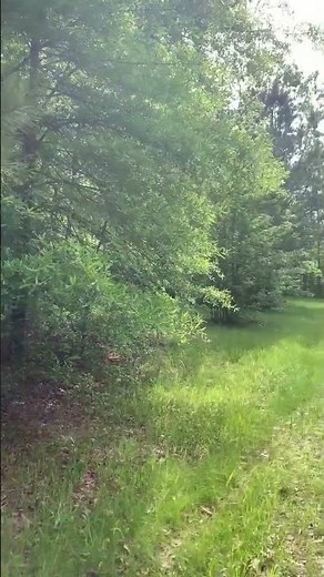 LISTEN: Cicadas insanely loud in Alabama
