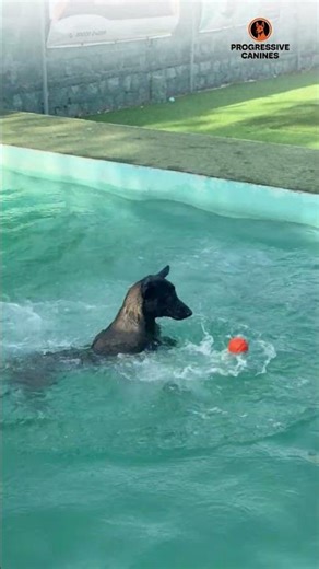 Summer Swimming day at Progressive Canines !