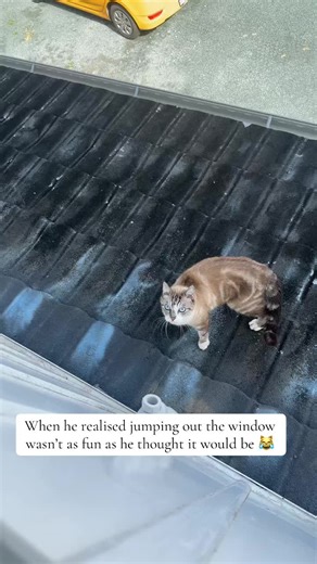 Hilarious Cat's Window Jumping Fail and Escapades