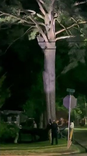 Man captures video of bear falling out of tree in Russellville