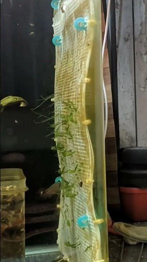 Java Moss&Subwassertang wall (Update)(Time-lapse).