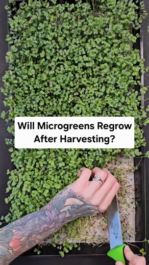 Will microgreens regrow after harvesting? 🌱 The short answer is yes… and no 😅 Most microgreen varieties are considered single-harvest crops Once you cut the tray, they usually won’t regrow. Microgreens are harvested very young—often before the plant develops additional growth nodes—and harvesting removes the main growing point, which stops further growth There are a few exceptions. Pea microgreens are the most common example since they can send up new shoots after cutting. That said, regrowth 