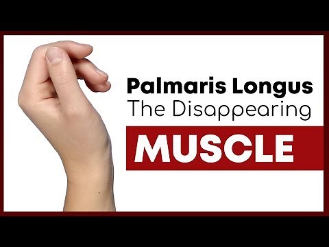 Palmaris Longus: The Muscle You Might Not Have | Corporis