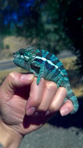 Phenomenal blue hues on this young Ambanja panther chameleon at @highlighter.chameleons! 💙 TRR is made possible by @redlineshipping #pantherchameleon #furciferpardalis #chameleon #lizard #reptile #reptilepets #reptilefanatics #reptilekeeper #herpetology #herpetoculture #thereptilereport #thereptilereportofficial | The Reptile Report