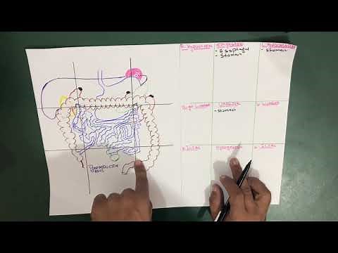 Structures present in 9 Abdominal Regions | Abdomen | Part 3 (Anatomy)