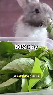 Rabbits: Pets, Not Dinner — What You NEED to Know Before Getting One!