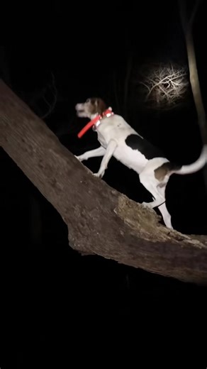 Understanding Coon Hunting: Tips for Enthusiasts