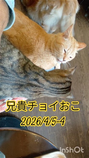 兄貴チョイおこ 2026/4/5-4犬と猫の居る喫茶店 平山家(ひらさんち) 愛知県尾張旭市