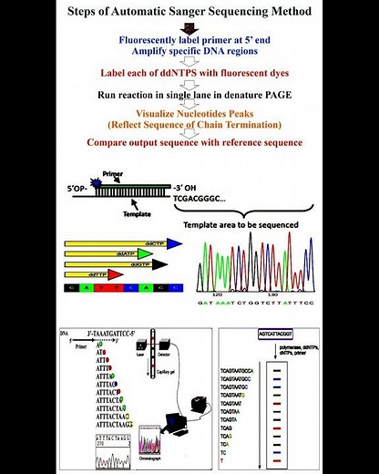 Automatic Steps of Sanger Sequencing Method #geneticteacher