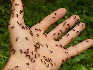 Need a Hand with Your Ant Problem? Here's Some Advice
