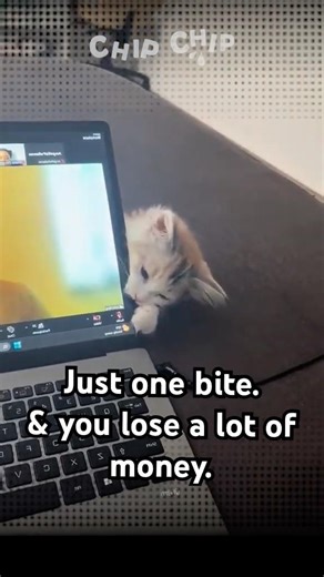 Curious Cat Bites Laptop Screen and Breaks It 😹 | Mad but Can’t Stay Angry