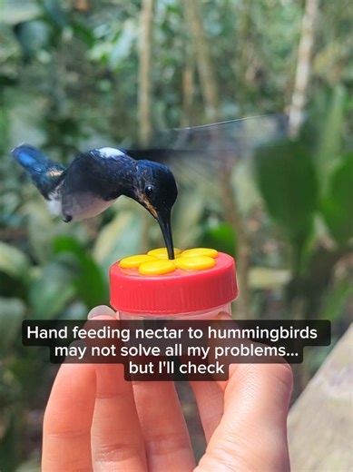 I experienced this beautiful bird sanctuary in a special part of Panama City, one of the most biodiverse places on the planet for birds! 🐦💘 They considered it ethical to feed the birds a sugar mixture like nectar. Hummingbirds must consume a huge amount of food – around half their own bodyweight every day. To put it in perspective, a human with the same metabolic rate would need to eat 300 pounds in weight of hamburgers a day. In fact, hummingbirds need to eat so much food that they'd starve o