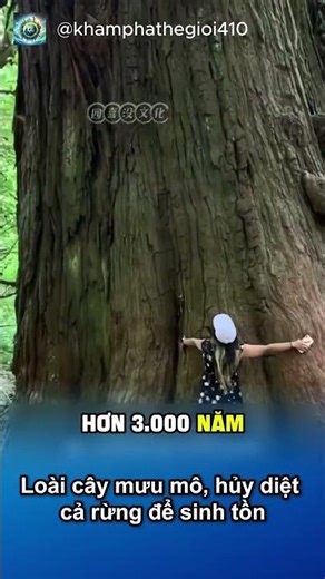 Loại cây mưu mô hiến cả rừng chỉ để mình sinh tồn #khampha #khamphathegioi410