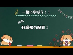 【初心者向け】臓器の配置まるわかり！これでイメージできる！｜看護学生の解剖生理