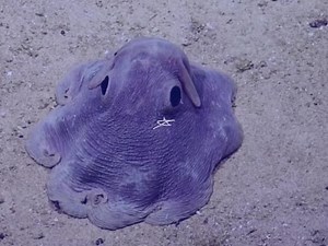 #dumbooctopus fun fact!: Did you know, the dumbo octopus is the deepest living octopus and the name comes from its flappy ears, resembling the character dumbo, that help it “fly” through the water!! I flippin love these guys :33 #oceanlife #oceananimals #marinelife #marineanimals #marinebiology #marine #ocean #seacreatures #seacritters #seaanimals #seaanimalfacts #octopus #dumbooctopuses #deepsea #cephalopod #oceanenthusiast #marineenthusiast #seaenthusiast #foryoupage #foryou #fypage #fyp