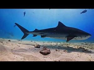 10 Hours Soothing Music with Relaxing Sharks for Sleep Study