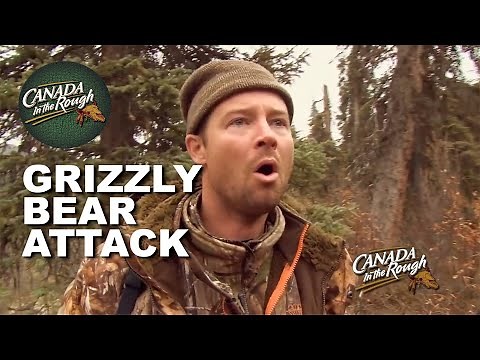Giant GRIZZLY BEAR Attacks Moose | Canada in the Rough