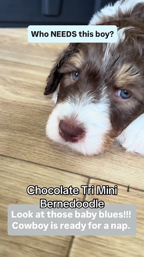 Cowboy is such a mellow good boy—just wondering who is looking for him? #minibernedoodlepuppy #minibernedoodle #bestfriend #puppy #puppysale #partidoodle
