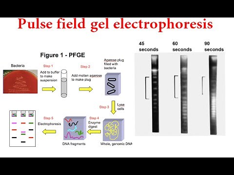 Pulsed Field Gel Electrophoresis (pfge)