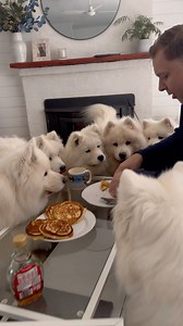 117K views · 10K reactions | This last week we had our family Ghost and Moana for a holiday. It was a lot of fun especially because Kevin is a push over when it comes to sharing his food although we had to split it 8 ways  | Poppet and the Wolf Pack | Facebook