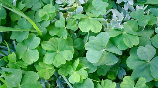 What does a 5 leaf clover mean? Everything you should know