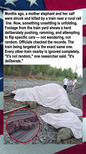 Elephants Target The Exact Same Train