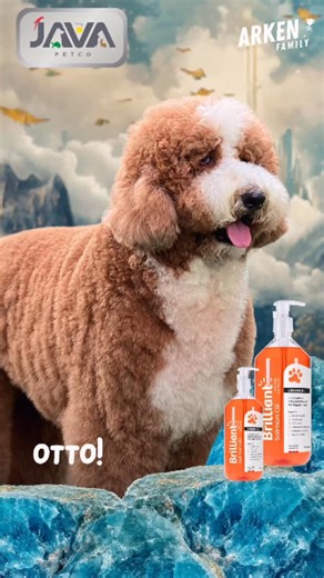 Ang Susy Suryani on Instagram: "“Hanya dari Java Petco, dapatkan Brilliant Salmon Oil yang berkualitas dan asli! 💎 Cuaca lagi ekstrem, jangan sampai imun anabul “tenggelam”! 🌧️☀️ Lawan badai penyakit dengan Brilliant Salmon Oil asli dari @Javapetco.Official. 💎 Kandungan Omega murninya bekerja ekstra untuk: ✅ Memperkuat jantung ✅ Booster imunitas maksimal ✅ Mencegah resiko autoimun ✅ Bikin bulu glowing seindah samudera 🌊✨ Jadilah nakhoda bijak untuk kesehatan mereka. Jangan ambil risiko, pili