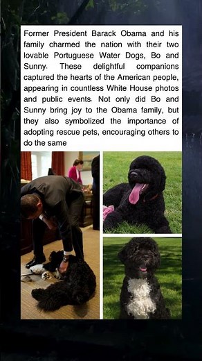 Bo and Sunny: The Beloved Dogs Who Stole America’s Heart 🐶❤️